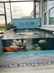 Koi Pond in Bangladesh