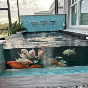 Koi Pond in Bangladesh