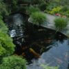 How to Build a Japanese-Style Koi Pond Garden in Bangladesh