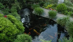 How to Build a Japanese-Style Koi Pond Garden in Bangladesh