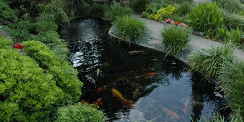 How to Build a Japanese-Style Koi Pond Garden in Bangladesh