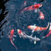 Koi Pond in Bangladesh: What You Must Know Before Building One
