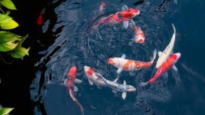 Koi Pond in Bangladesh: What You Must Know Before Building One