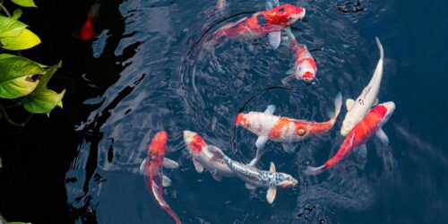 Koi Pond in Bangladesh: What You Must Know Before Building One